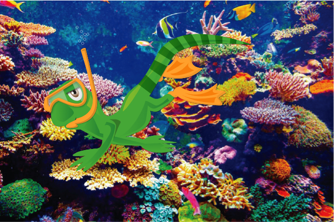 Cuando nades, practiques snókel o buceo, no toques los arrecifes o el coral. 